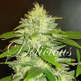 Delicious La Musa Auto Feminized