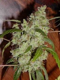 Mr Nice Seedbank Mango Widow Regular