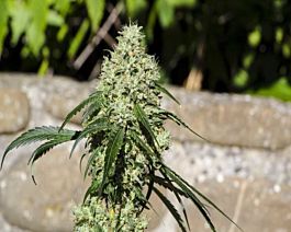 Medical Marijuana Genetics Nagual (NG-1) Feminized