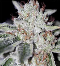 SINCITY Seeds Naked City Kush Regular
