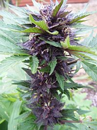 Cream Of the Crop Seeds Narco Purps Auto Feminized