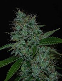 Cream Of the Crop Seeds Narcotherapy Auto Feminized