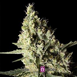 BlimBurn Seeds Narkosis Feminised
