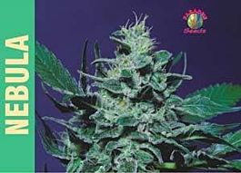 Paradise Seeds Nebula Feminised
