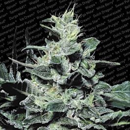Paradise Seeds Nebula Regular Seeds 
