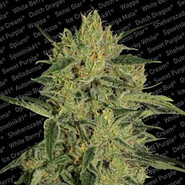 Paradise Seeds Nebula II CBD Feminized