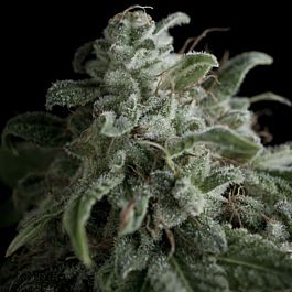 Pyramid Seeds Nefertiti Feminized