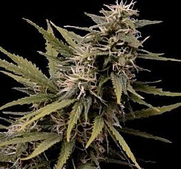 Seedsman Nemesis Feminised Seeds 