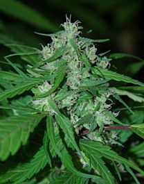 CannaBioGen Nepal Highland Regular