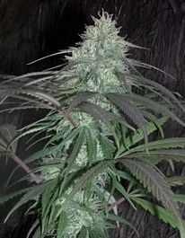 CannaBioGen Nepal Jam Regular