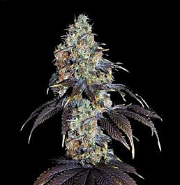 Holy Smoke Seeds Nepali Rukum Regular