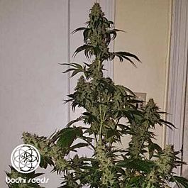 Bodhi Seeds Neroli 91 Regular