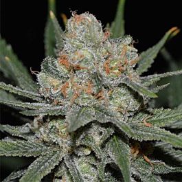 Genhetik Nevil Bilbo Auto Feminized