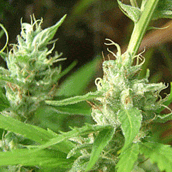 Sagarmatha Seeds Lowboldt Auto Feminized