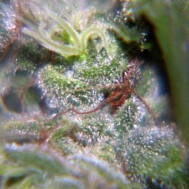 Female Seeds Neville's Haze Feminised
