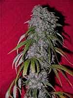 Female Seeds Neville's Haze Hybrid Feminised
