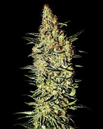 Green House Company Neville's Haze Feminised