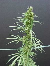 Mr Nice Seedbank Neville's Haze Regular