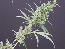 Mr Nice Seedbank Neville's Haze x Mango Regular