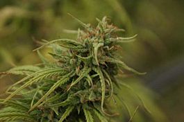 Mr Nice Seedbank Neville's Skunk Regular