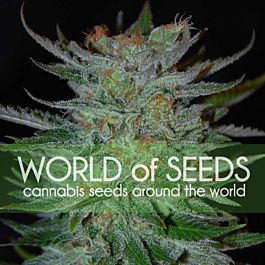 World of Seeds New York 47 Feminized