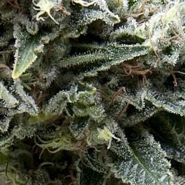 Pyramid Seeds Auto New York City CBD Feminized
