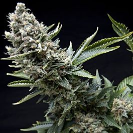 Pyramid Seeds New York City Feminized