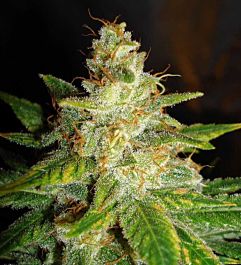 World of Seeds New York Special Feminized