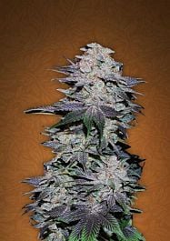 FastBuds Seeds Blackberry Auto Feminized