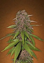 FastBuds Seeds C4 Auto Feminized