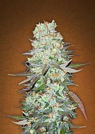 FastBuds Seeds G14 Auto Feminized