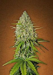 FastBuds Seeds Grapefruit Auto Feminized