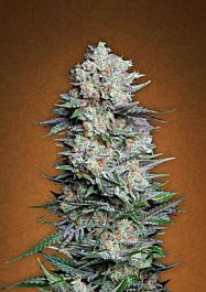 FastBuds Seeds Mexican Airlines Auto Feminized