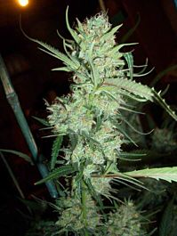 Bodhi Seeds Gold Star Regular