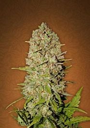 Pineapple Express Autoflower Feminized Seeds |FastBuds