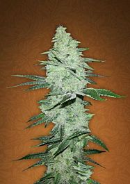 FastBuds Seeds Six Shooter Auto Feminized
