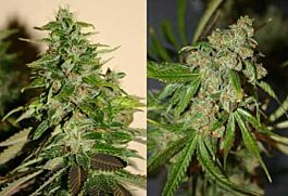 Connoisseur Genetics Seedbank NYC Jones Female Feminised