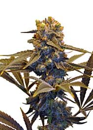 CBD Botanics CBD New York Diesel Feminized Seeds - LIMITED EDITION