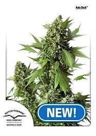 Dutch Passion Auto Duck Feminized Seeds 