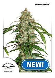 Dutch Passion CBD Auto White Widow Feminized Seeds 