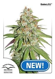 Dutch Passion Glueberry OG Feminized Seeds 