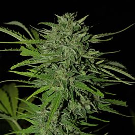 Next Generation Afghani Kush Feminized