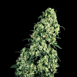 Next Generation Afghani X Skunk #1 Regular