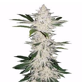 Next Generation Dynamite Edelweiss Regular