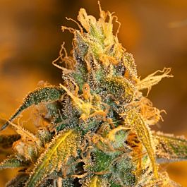 Next Generation Grapefruit Cheese Feminized