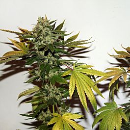 Next Generation Lebanese X Skunk #1 Regular