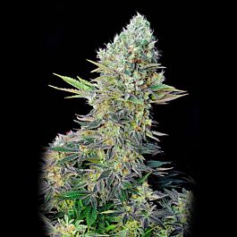 Next Generation Northern Lights x Timewarp Feminized