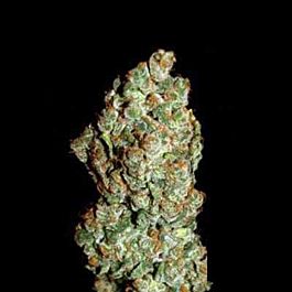 Next Generation BC Early Blueberry Feminized