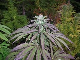 Next Generation Romulan x Timewarp Regular