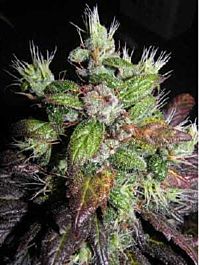 Next Generation Romulan X I Sweet Skunk Regular